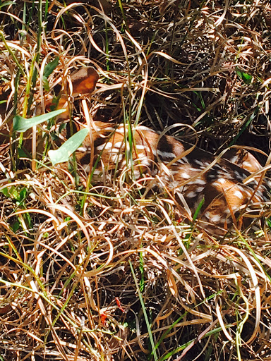 Fawn in the Grass - Thomas Barton