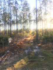 Morning Fenceline Trail - Thomas Barton
