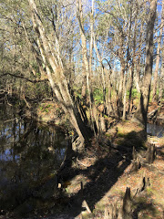 Cedar Creek Peninsula - Thomas Barton